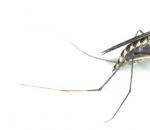 Безопасная защита от комаров для беременных существует!